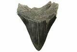 Serrated, Fossil Megalodon Tooth - South Carolina #212934-1